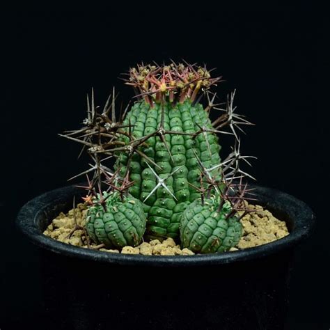 群星冠大戟|群星冠 Euphorbia stellispina,Euphorbia S*,科：大戟科。